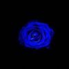 bluerosemusic