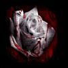 BloodyRoseMusic