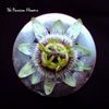 The Passion Flowers