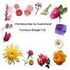 Northern Delight UK