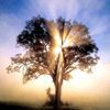Mark Knowles