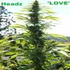 Headz