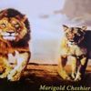 Marigold Cheshier