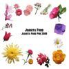 Juanita Ford