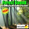 Nature Sounds & Backgrounds
