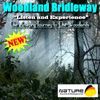 Woodland Bridleway
